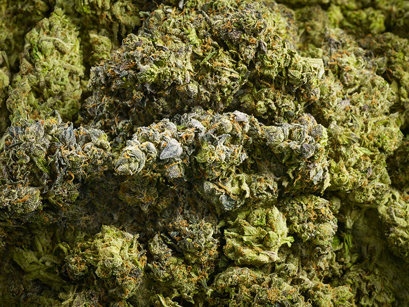 marijuana buds